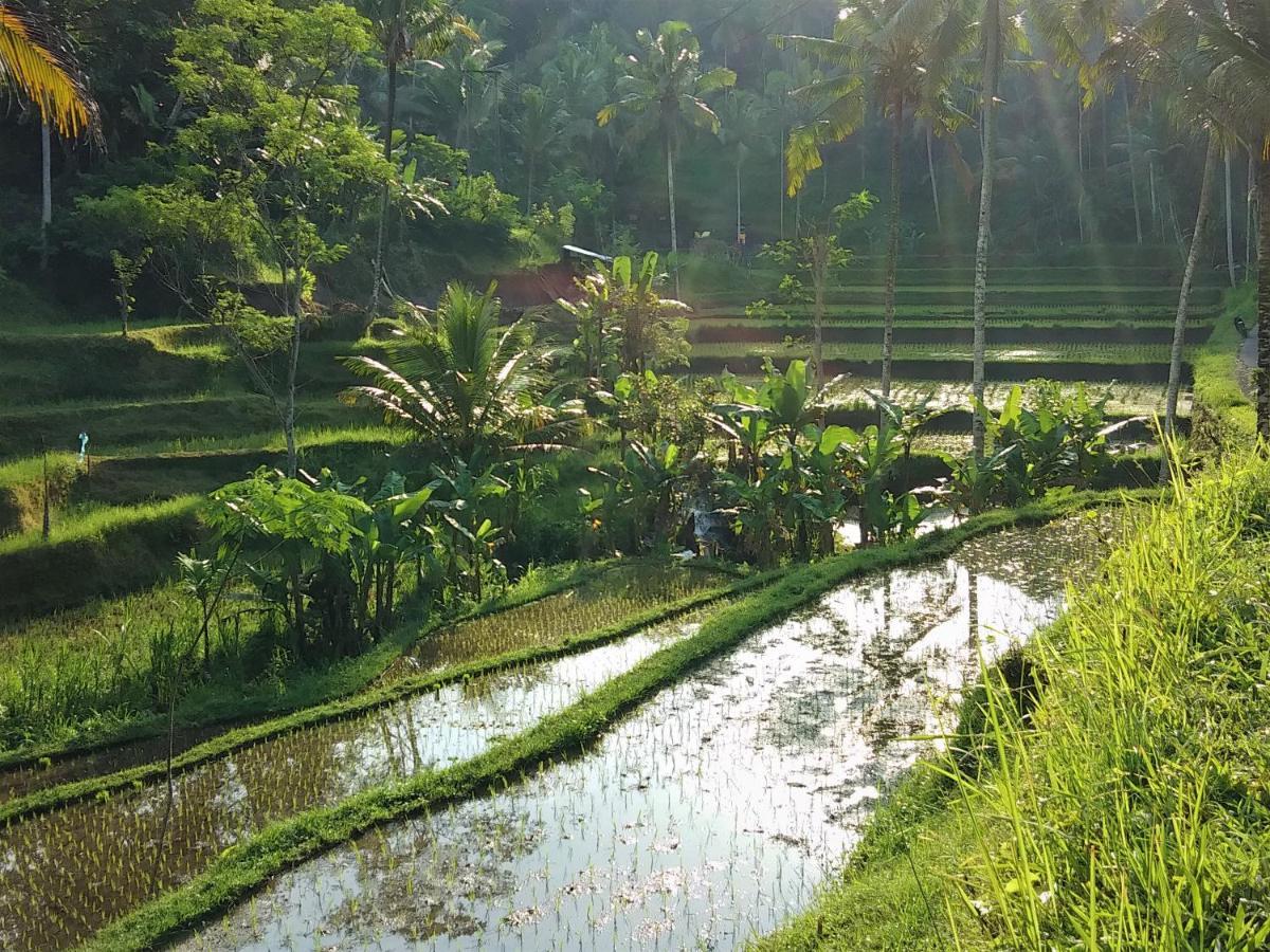 Villa Rimba Ubud Tegallalang  Extérieur photo